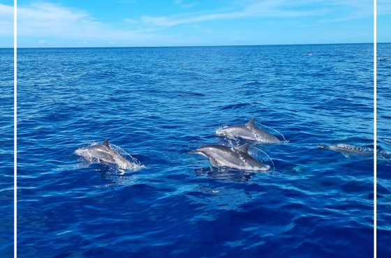 Planète dauphins Martinique
